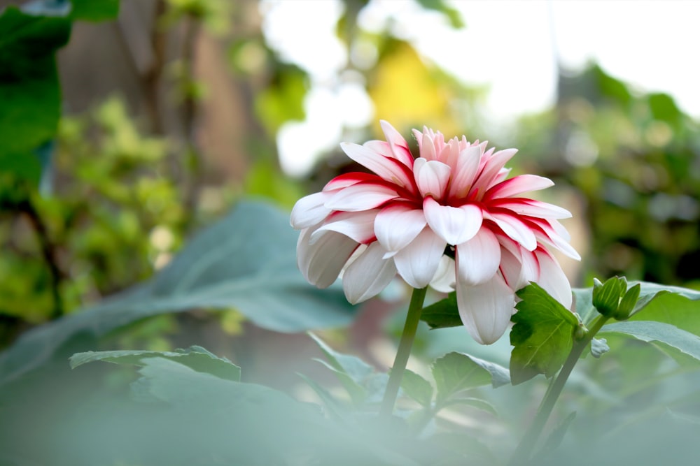 a pink and white flower with green leaves