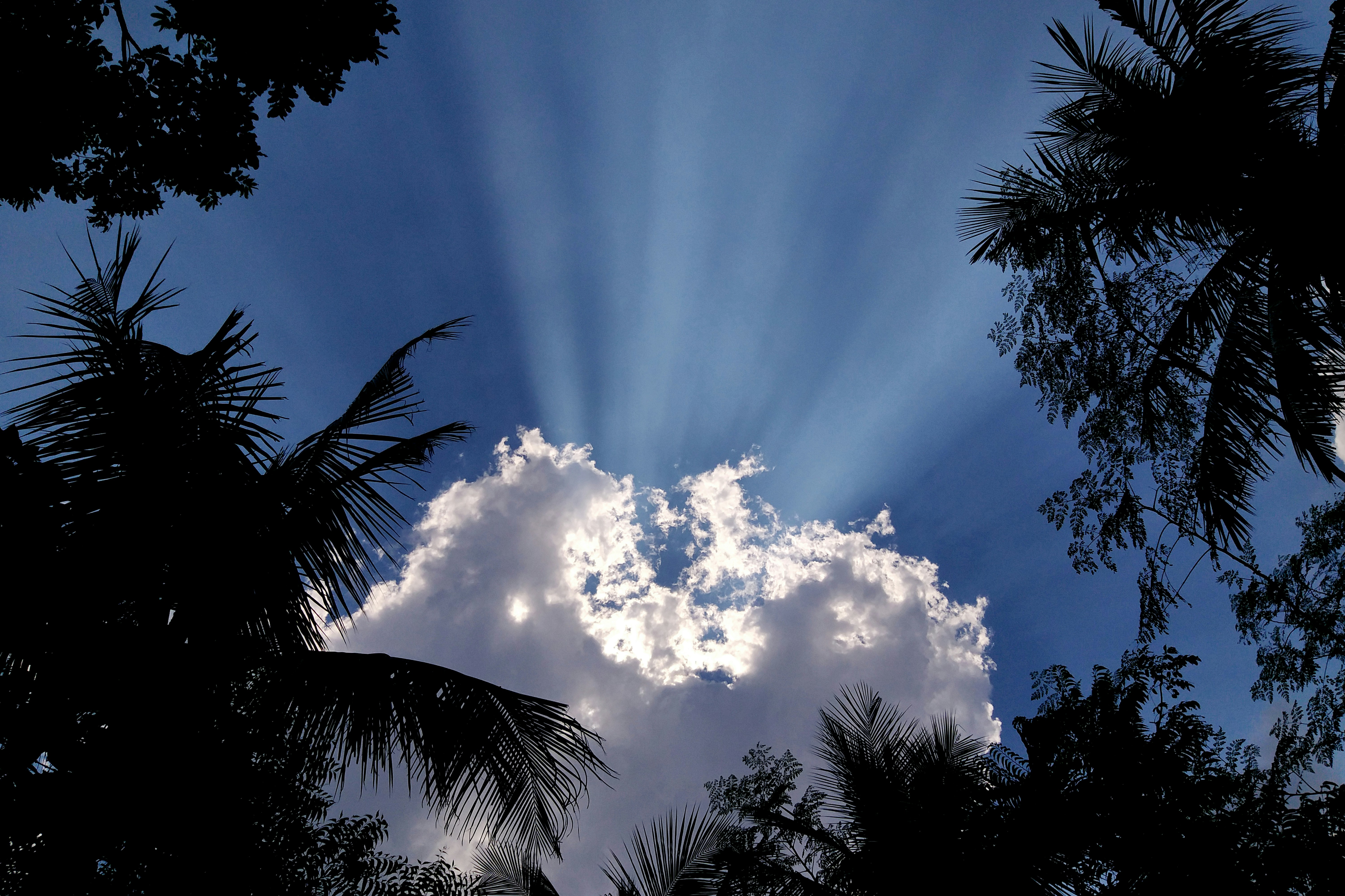 Grüne Palmen unter blauem Himmel und weiße Wolken tagsüber