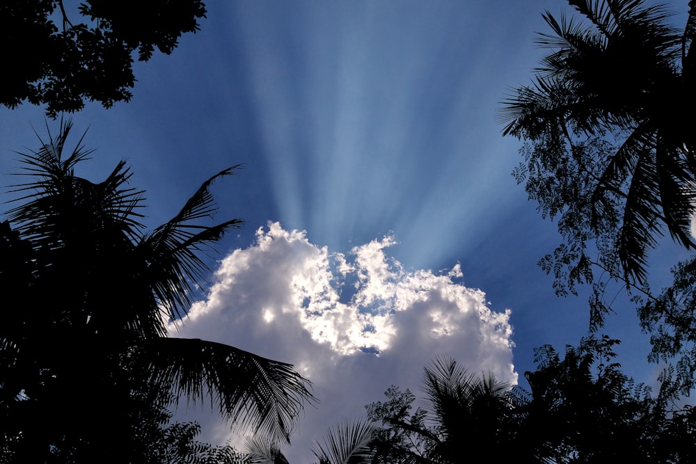 green palm trees under blue sky and white clouds during daytime