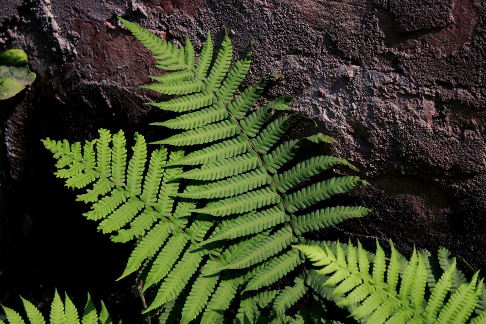 green fern plant on brown rock