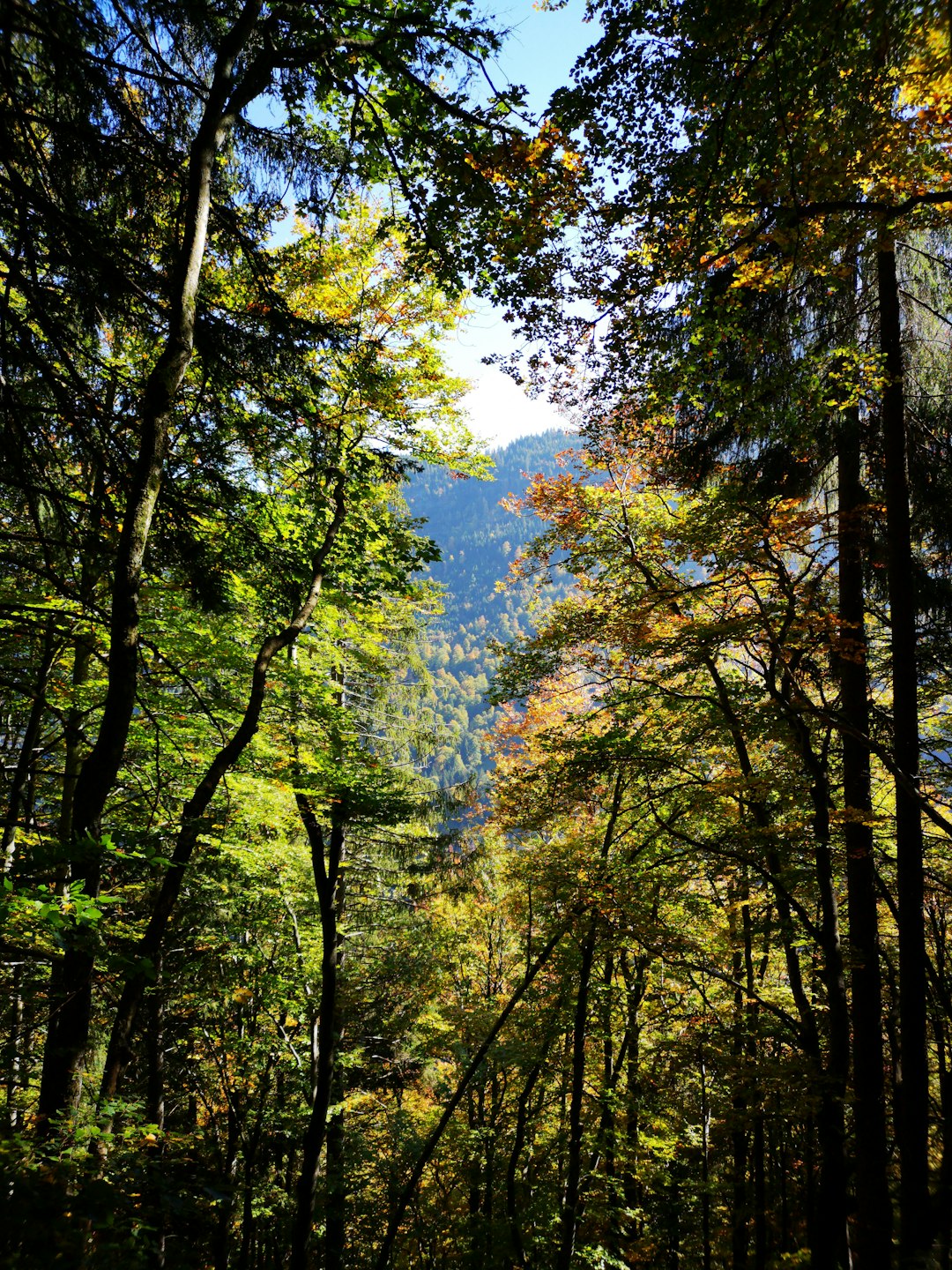 Forest photo spot Interlaken District Conthey