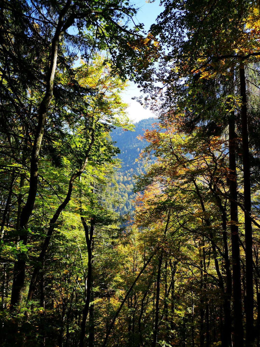 Forest photo spot Interlaken District Crans-Montana