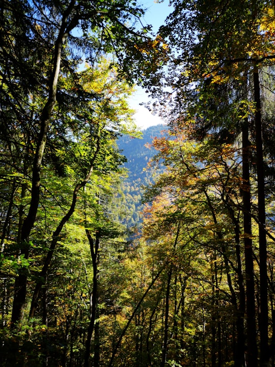 green and yellow trees under blue sky during daytime in Interlaken District Switzerland