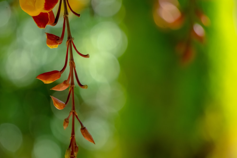 red and green leaves in tilt shift lens