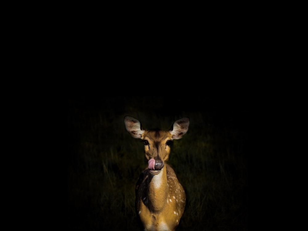 brown deer in dark room