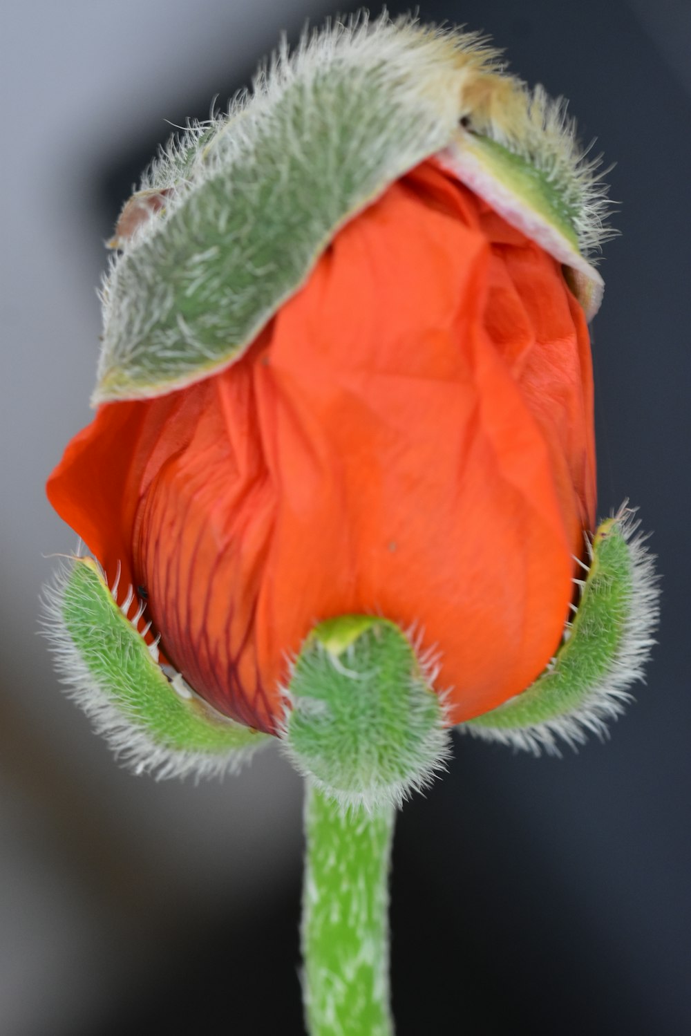 red rose in white fur textile