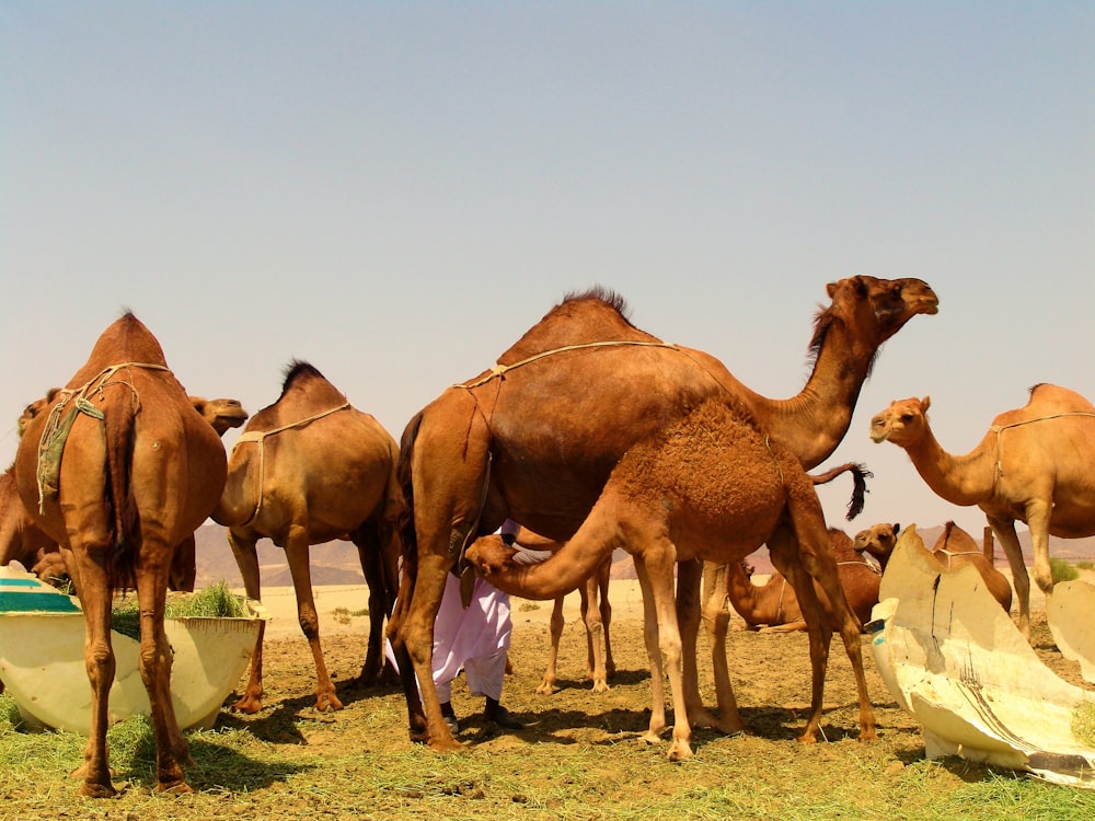 camels on desert during daytime