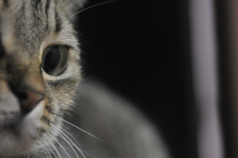 brown tabby cat in close up photography