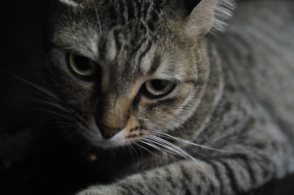 brown tabby cat on white textile