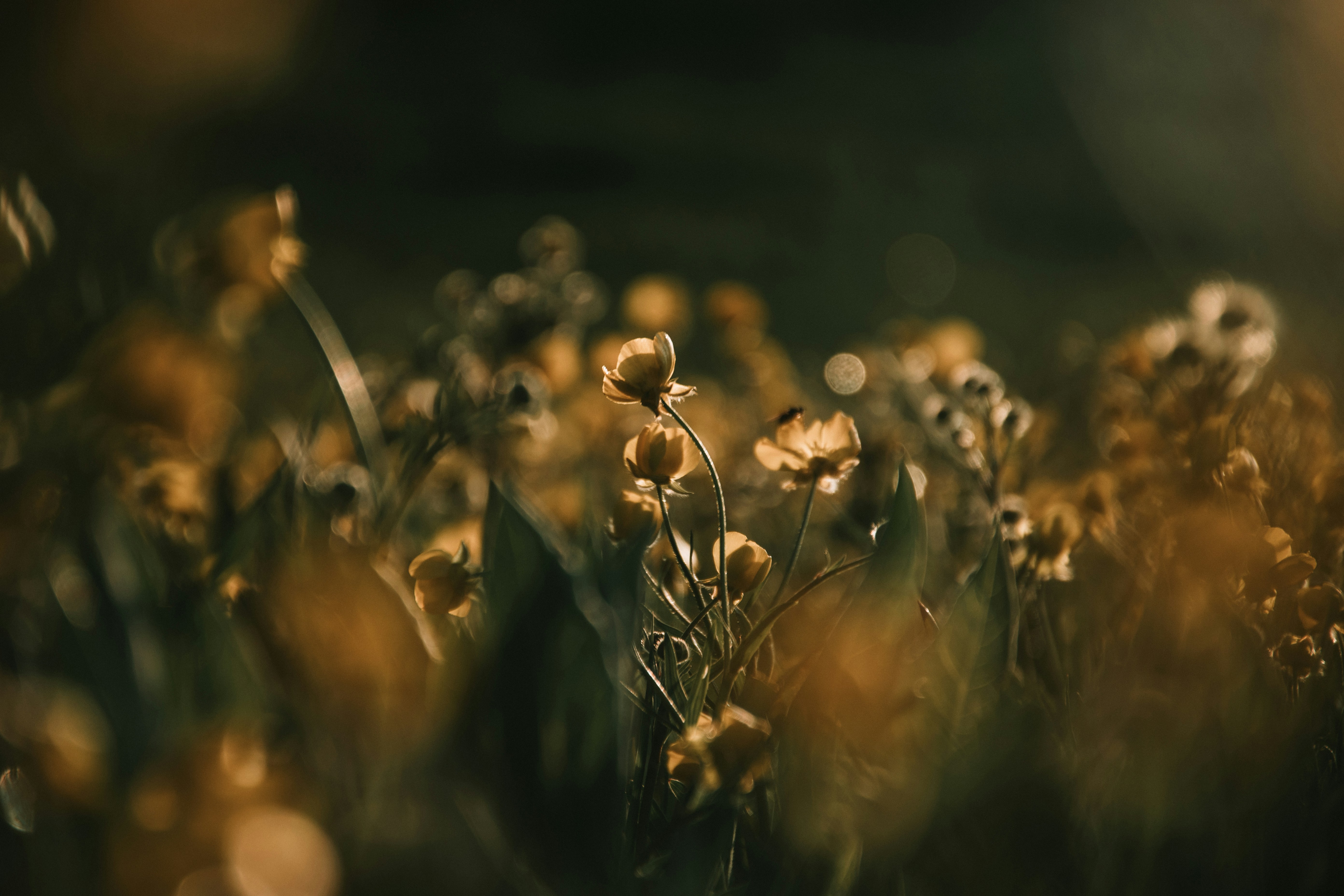 Photo by m_amirahmadi