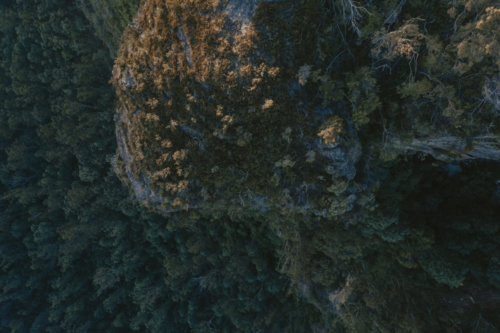 aerial view of green trees and body of water