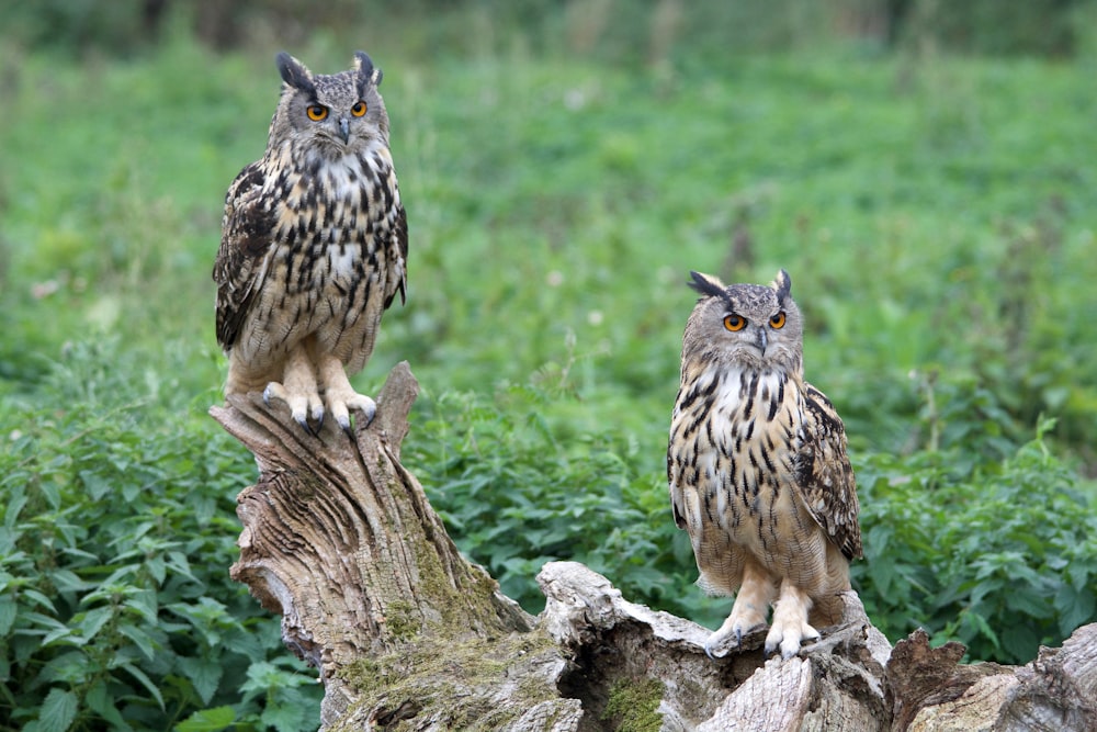 brown and black owl on brown tree branch during daytime