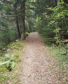 A peaceful trail winding through the natural reserve, inviting visitors to learn about the ecosystem.