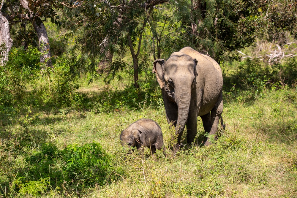 elephant walking on green grass field during daytime