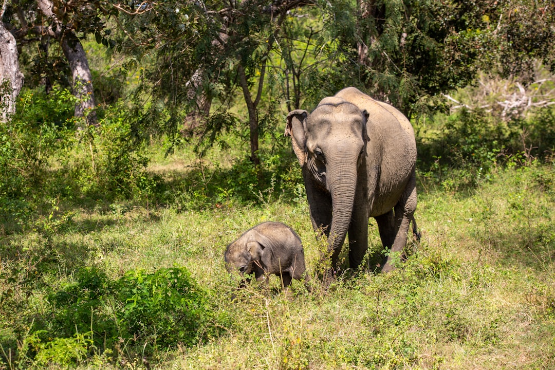 Travel Tips and Stories of Yala National Park Sri Lanka in Sri Lanka