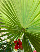 Back view of the same t-shirt showing a colorful hibiscus and palm cluster design.