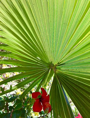 Back view of the same t-shirt showing a colorful hibiscus and palm cluster design.