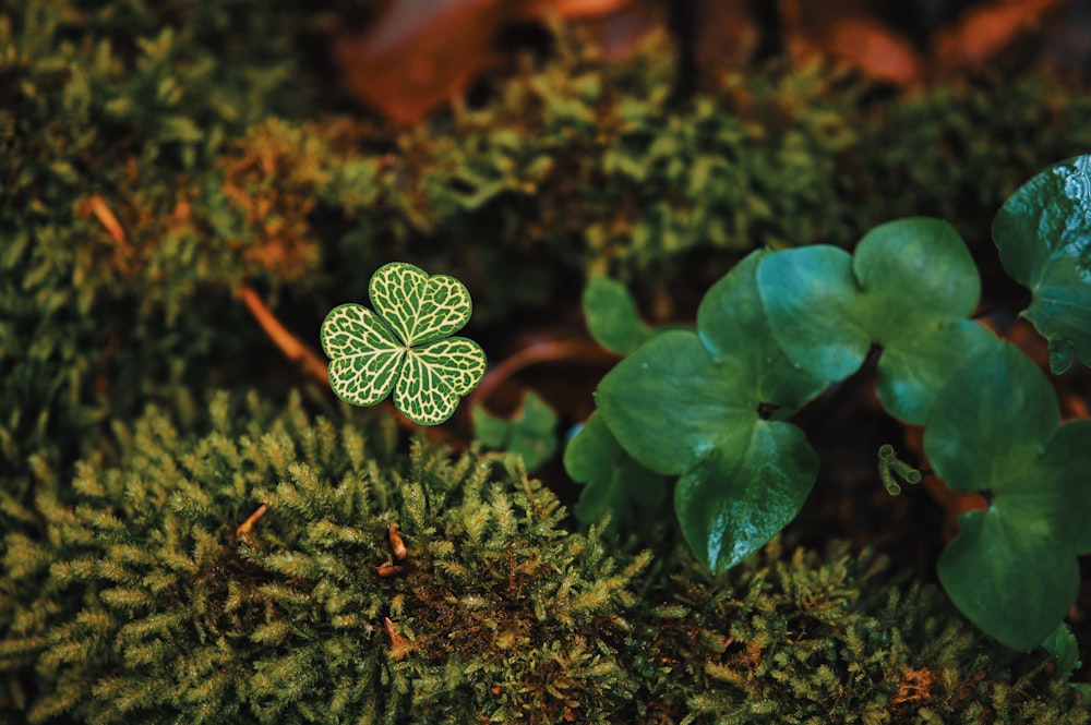 green plant in macro lens