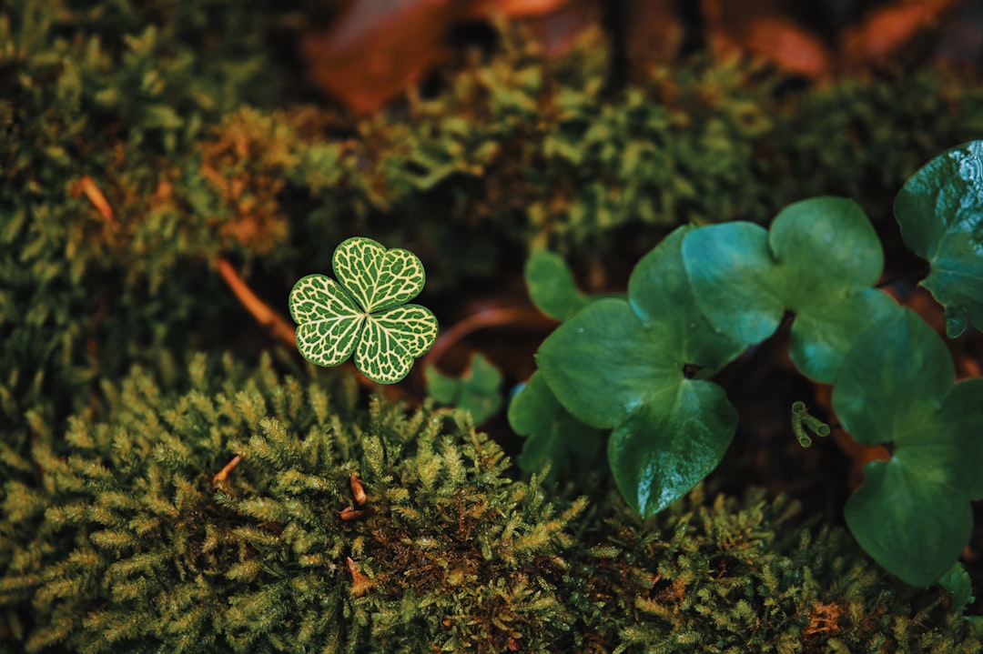 green plant in macro lens, Nervures