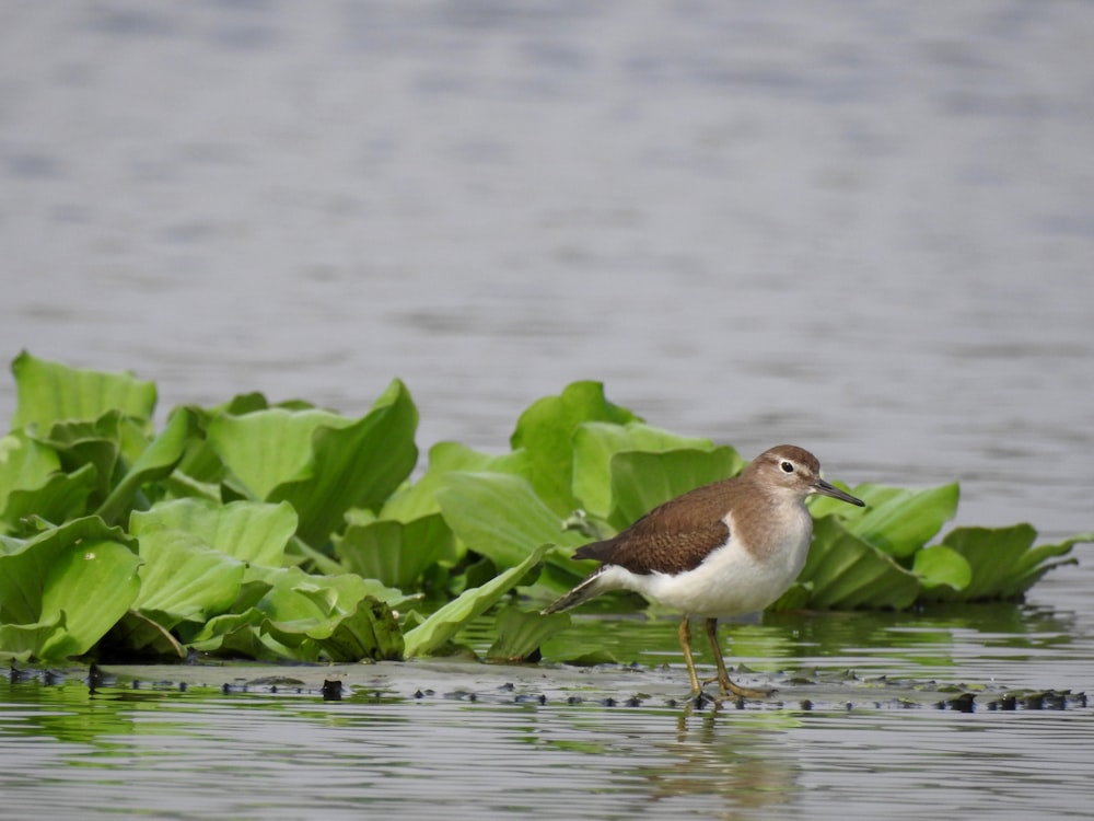 brown and white bird on water
