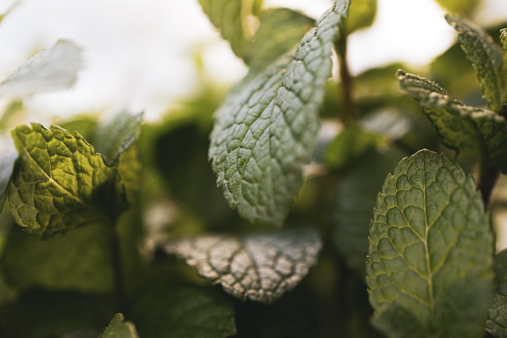 planta de hoja verde en fotografía de primer plano