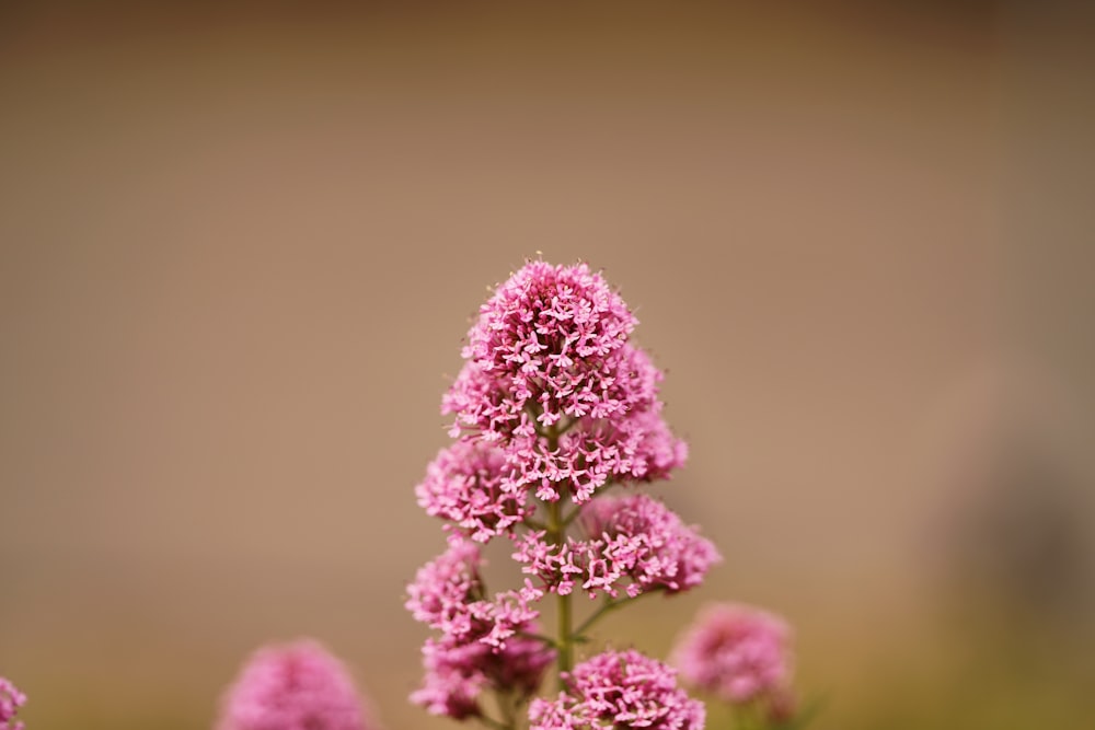 pink and white flower in close up photography