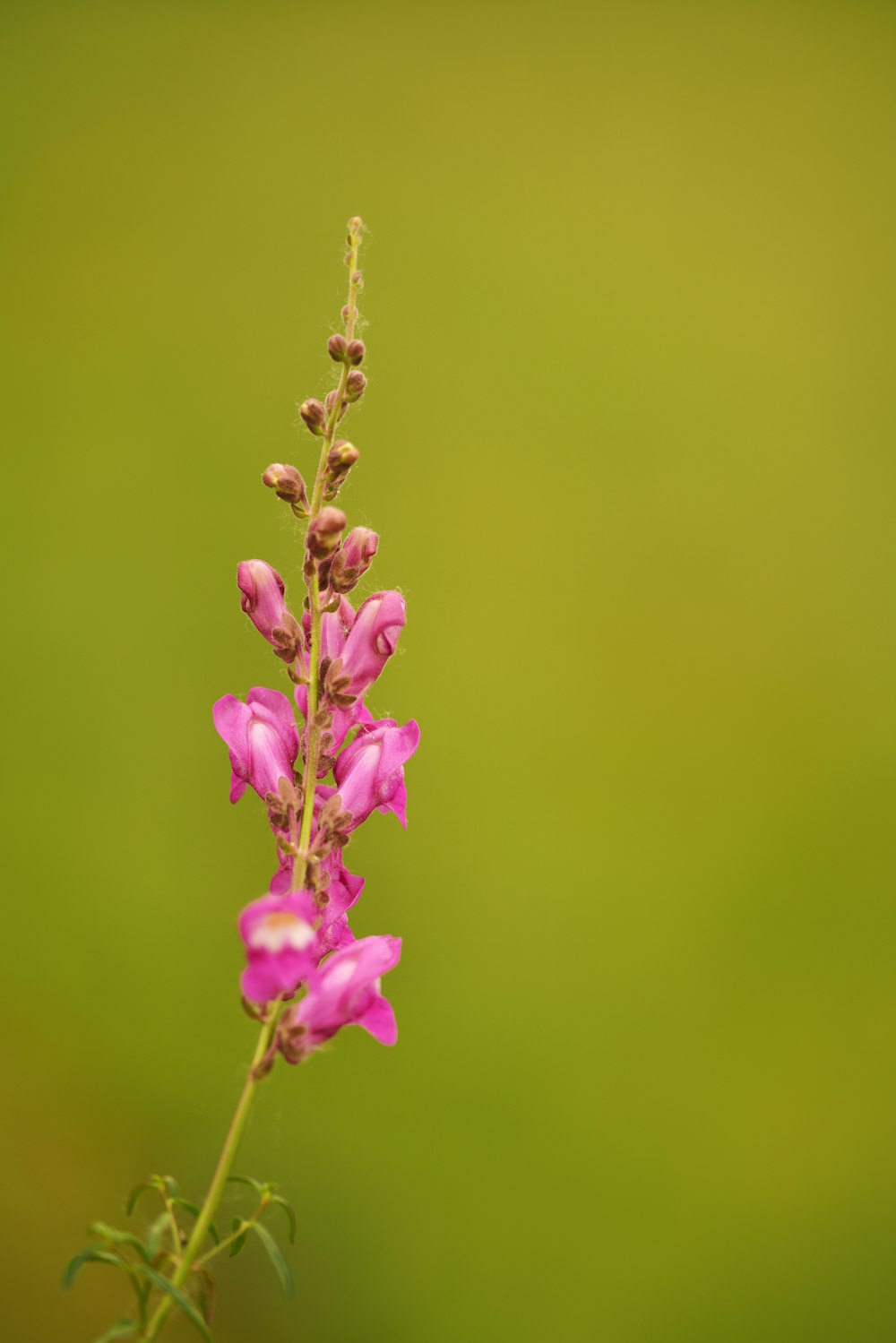 purple flower in macro lens