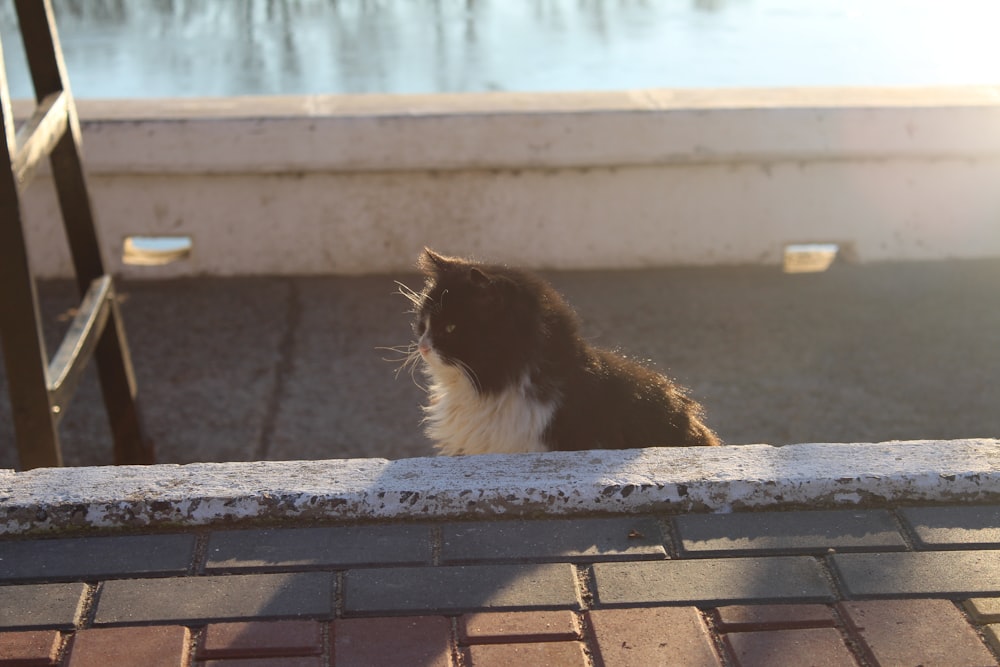 tuxedo cat sitting on brown brick