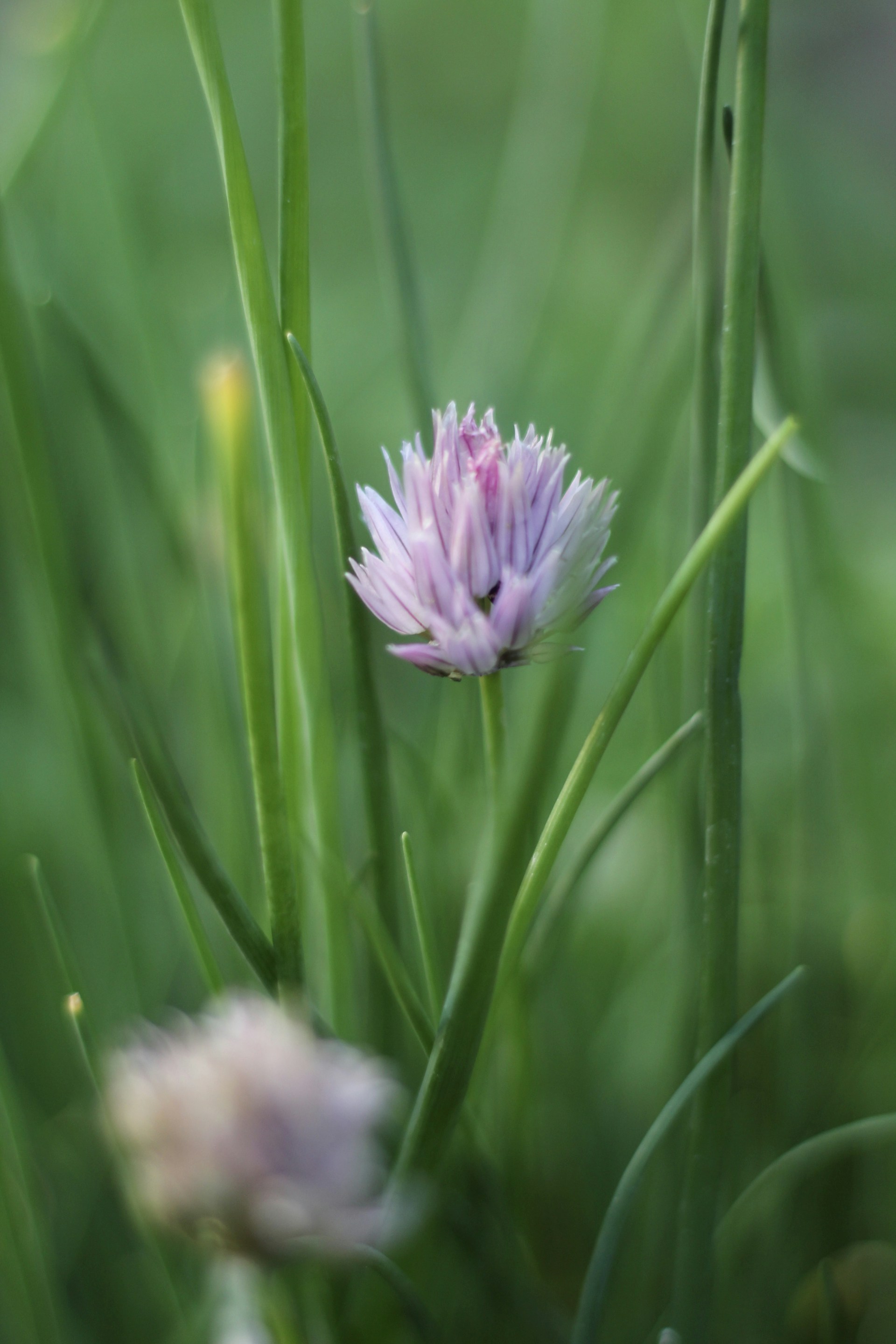 In focus is a purple chive flower surrounded by long, lush green stems and leaves. The background is blurred, creating a soft and serene atmosphere.