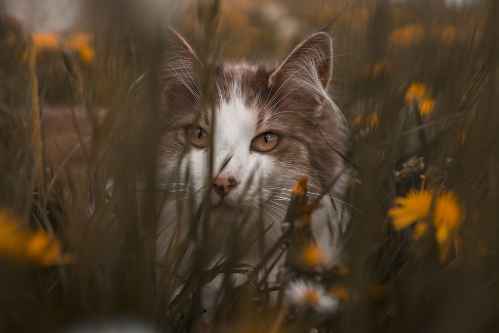 white and brown cat on yellow flower field