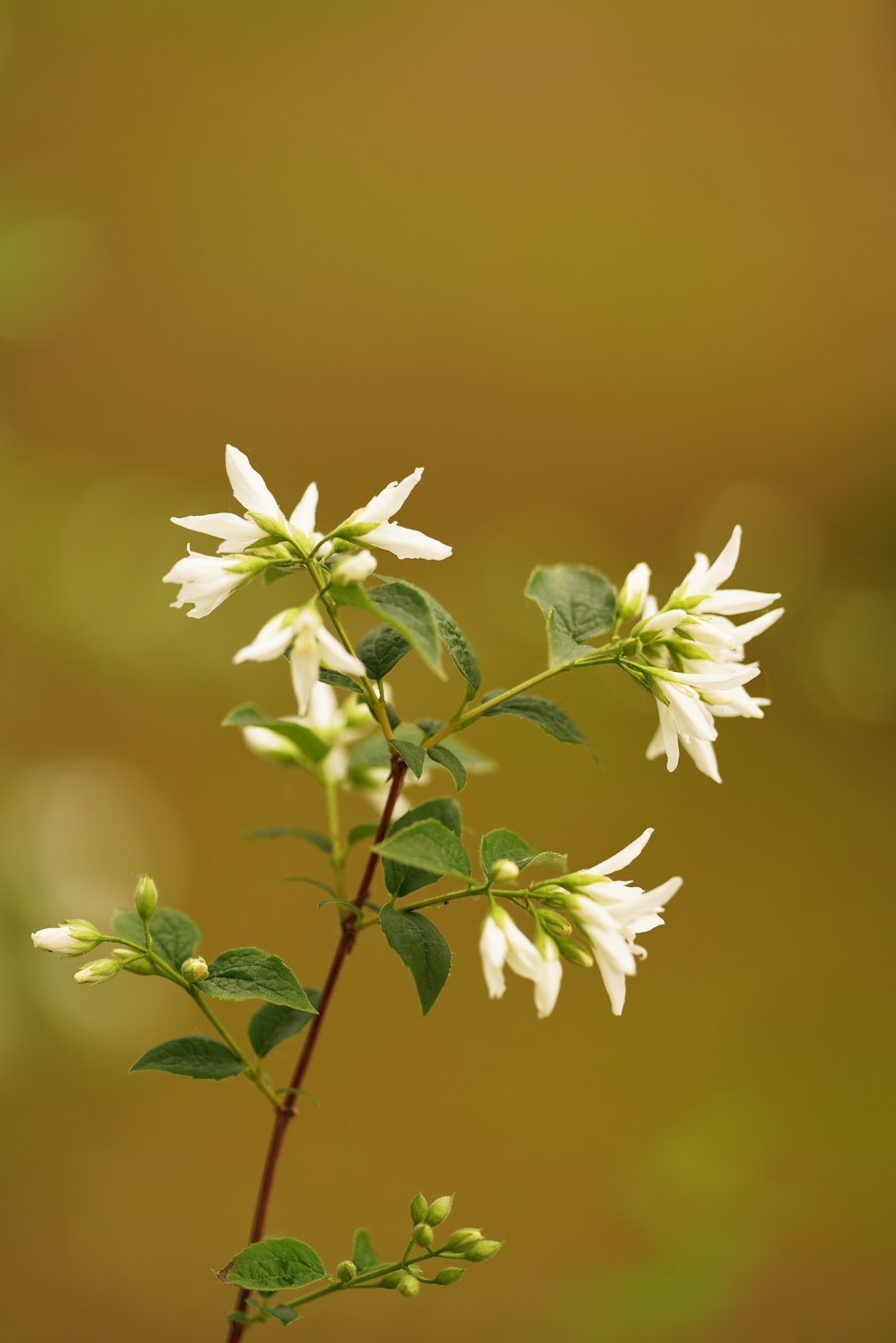 white flowers with green leaves