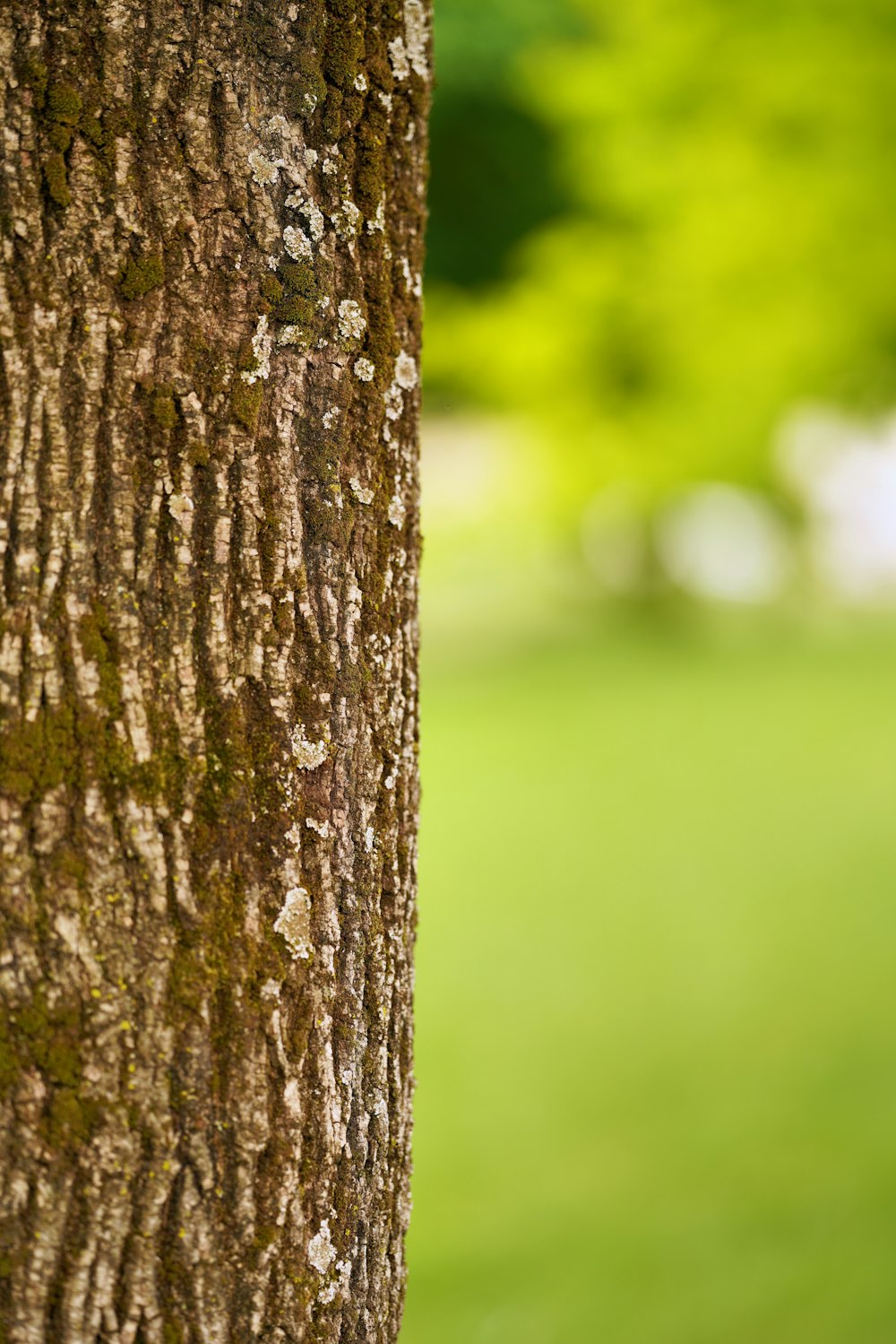 brown tree trunk during daytime