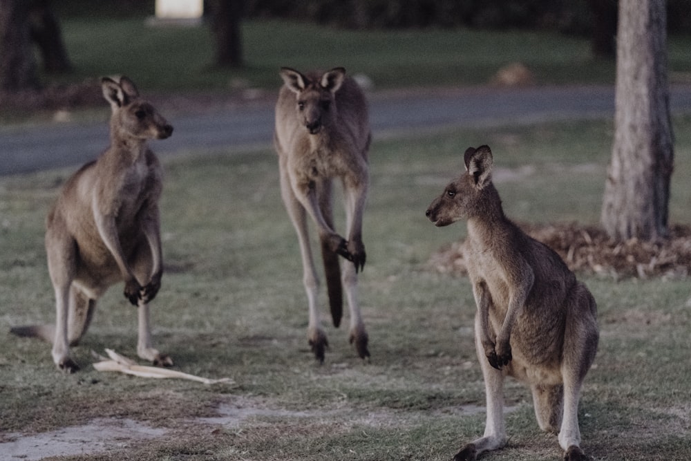 three brown kangaroo on green grass field during daytime