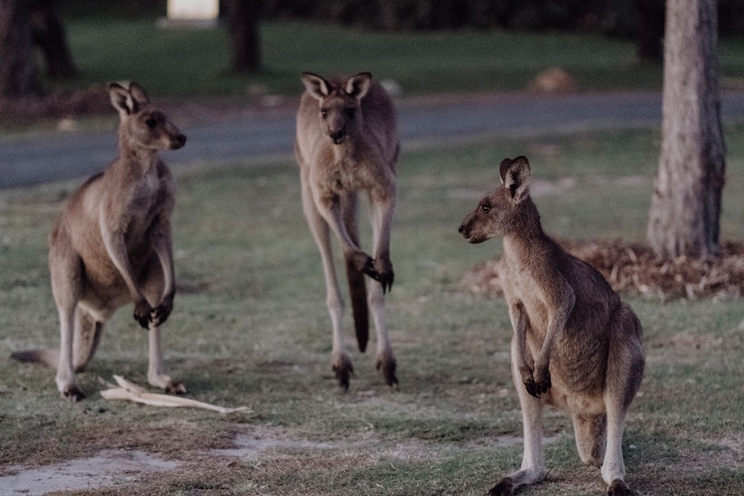 travelers stories about Wildlife in Arakoon NSW 2431, Australia