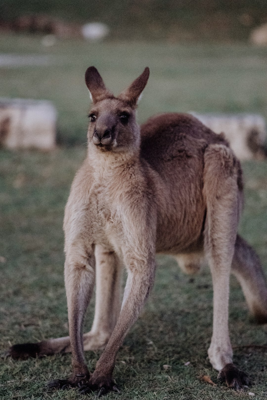 travelers stories about Wildlife in Arakoon NSW 2431, Australia