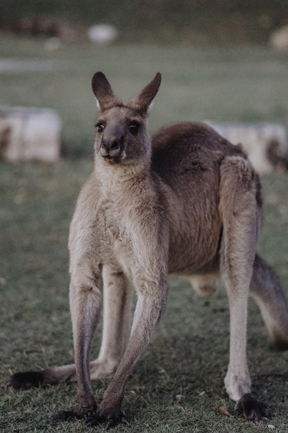 brown kangaroo on green grass field during daytime