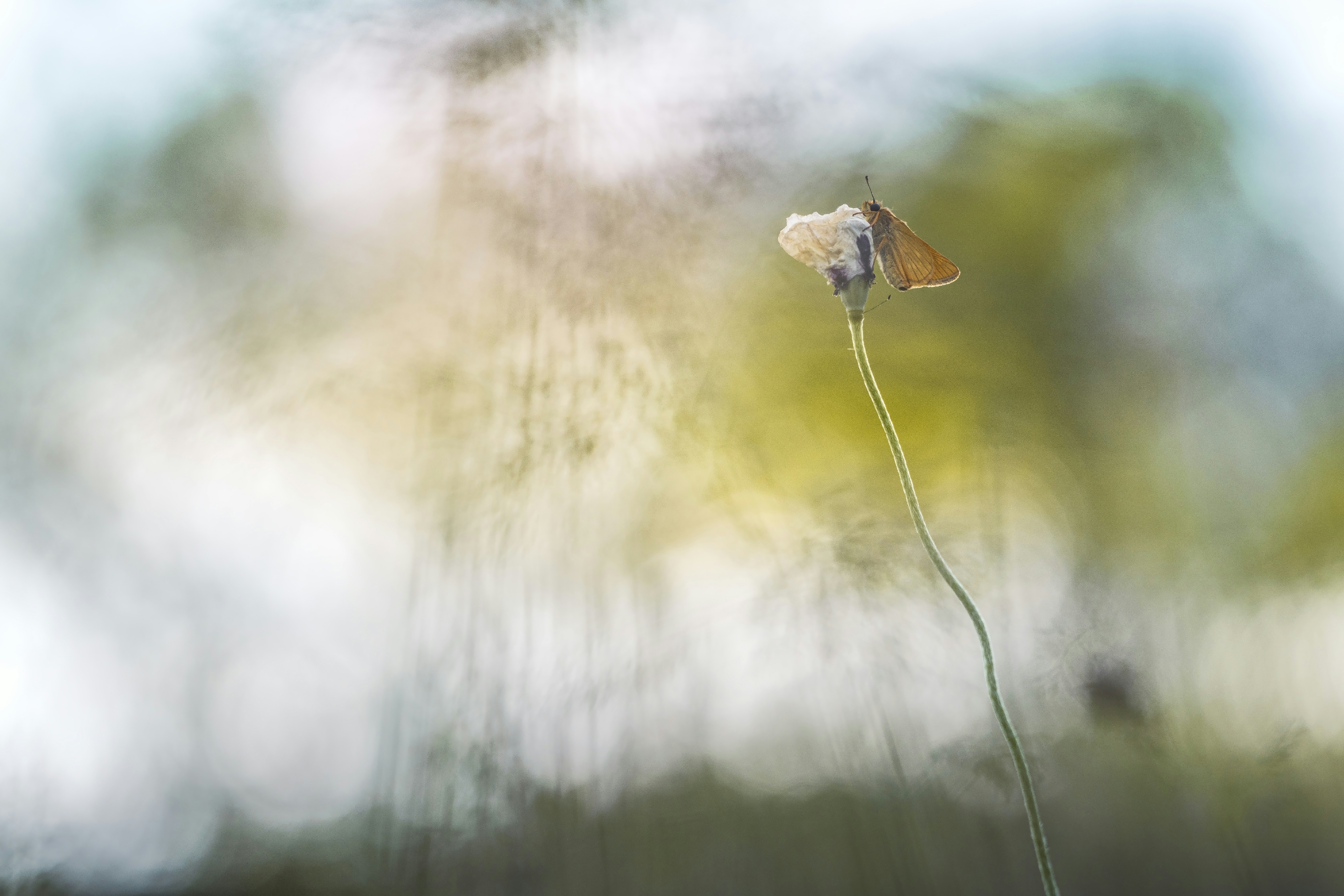 Photo by danielmirlea