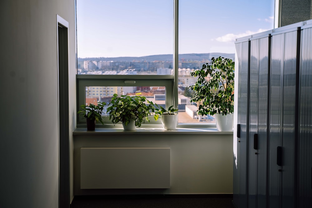 green potted plant on window