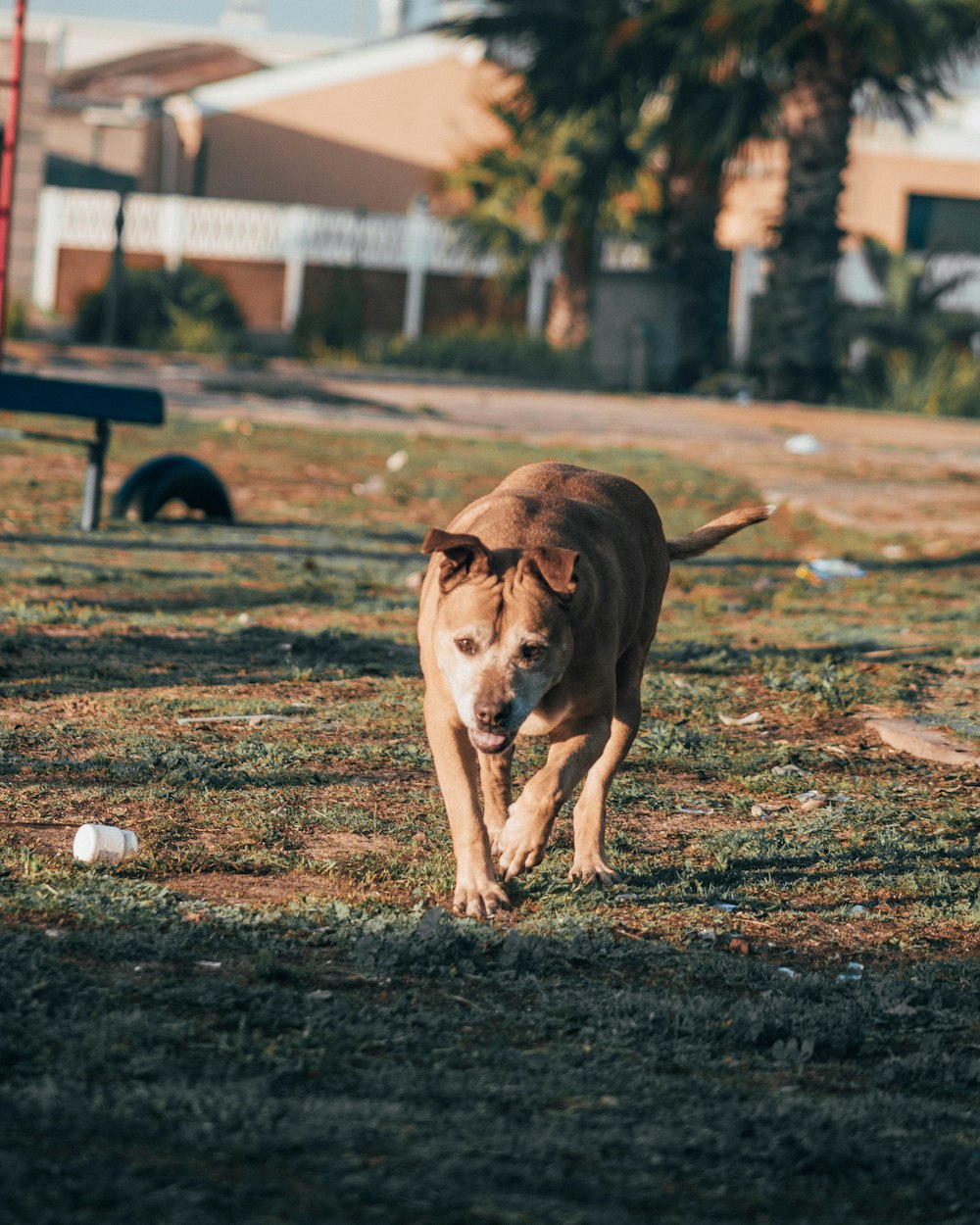 brown short coated dog lying on ground during daytime