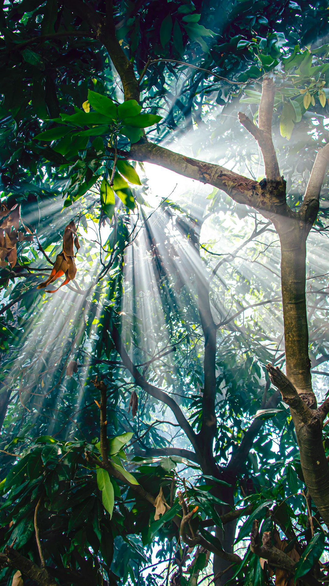 Jungle photo spot Hariyon Chitlang