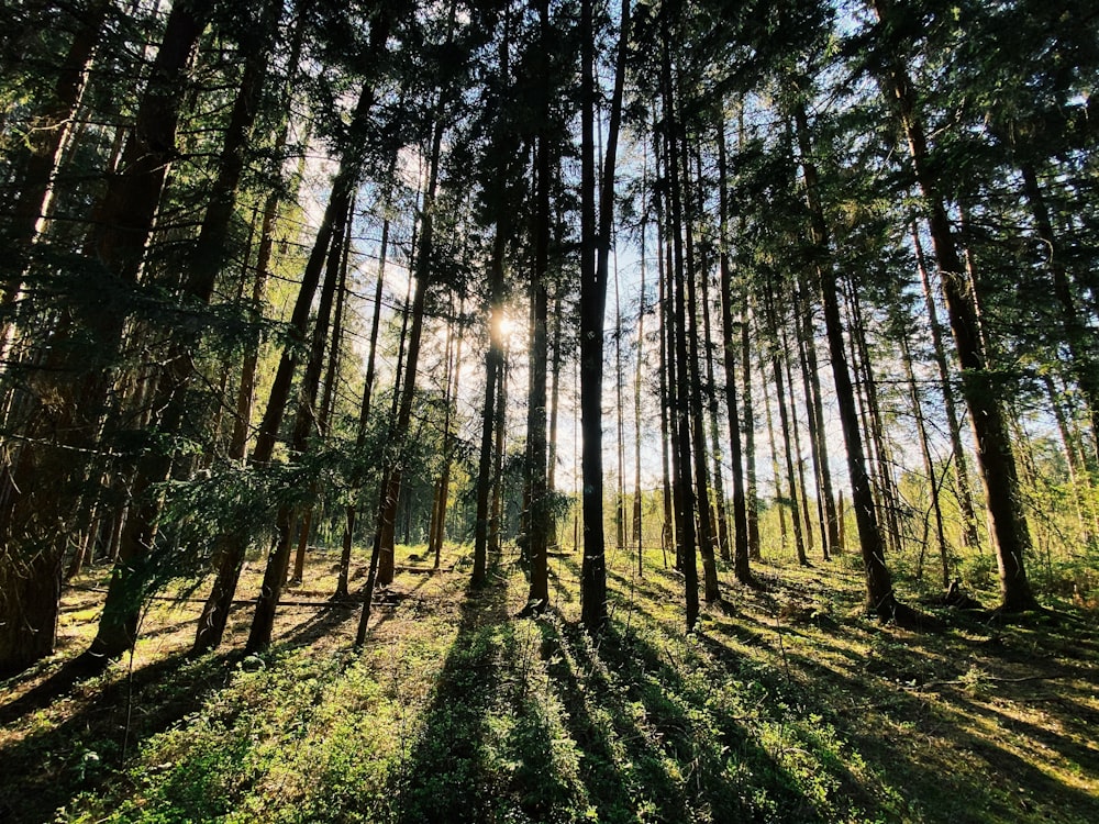 green grass and trees during daytime