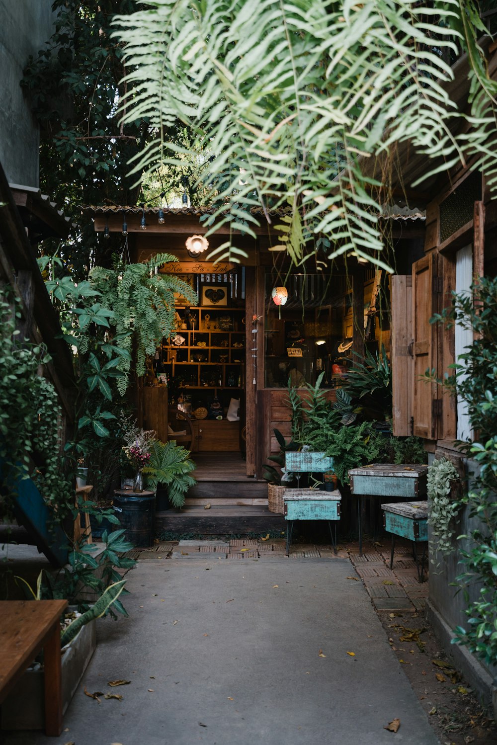 green plant near brown wooden door