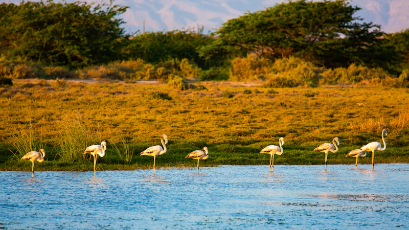 Best Co-Living Spaces for Digital Nomads in Salalah