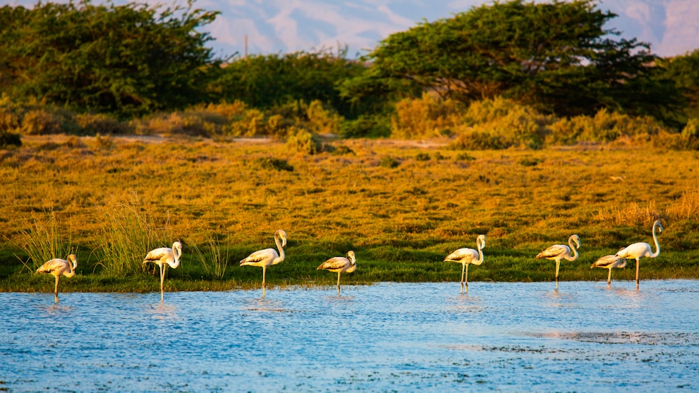 flock of flamingos on water during daytime