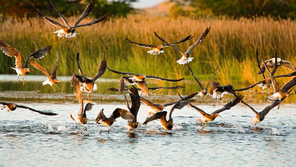 flock of birds flying over the lake during daytime