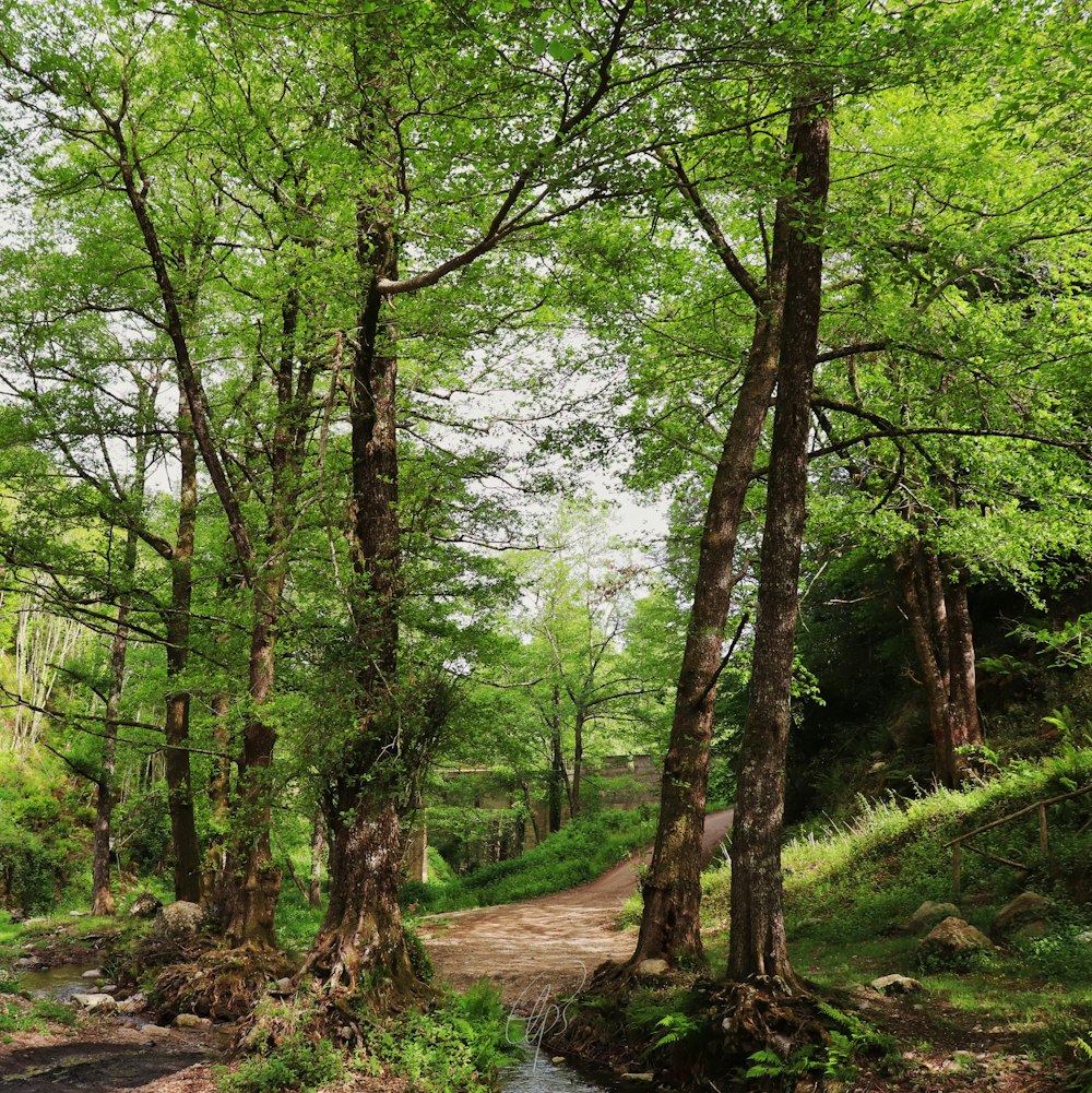 green trees on brown soil