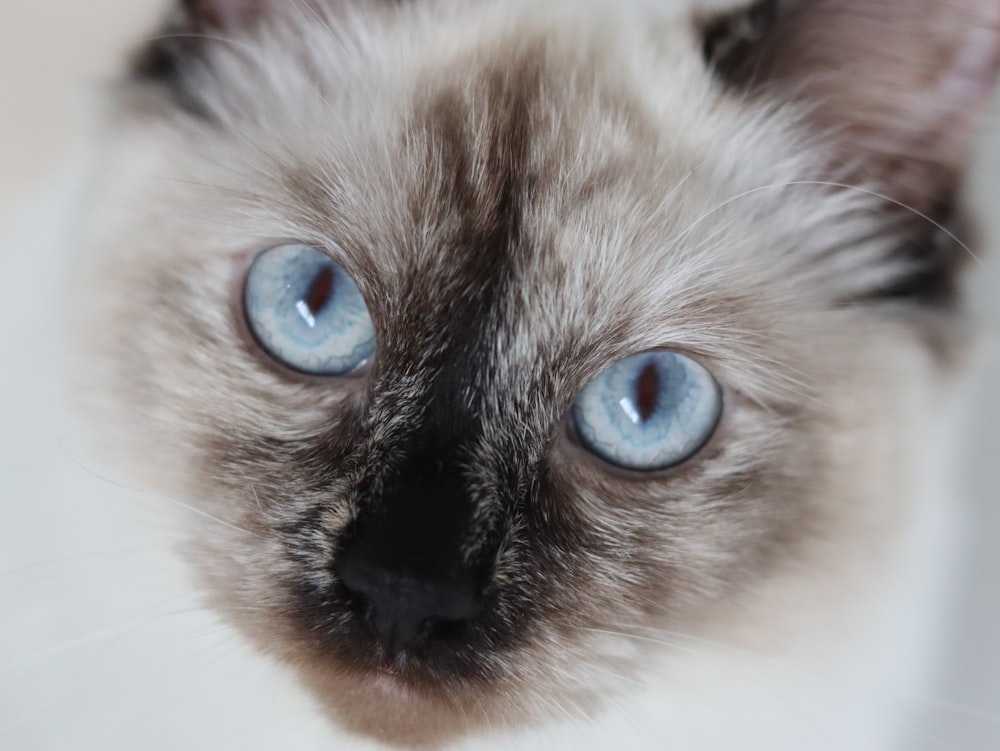 white and brown cat with blue eyes
