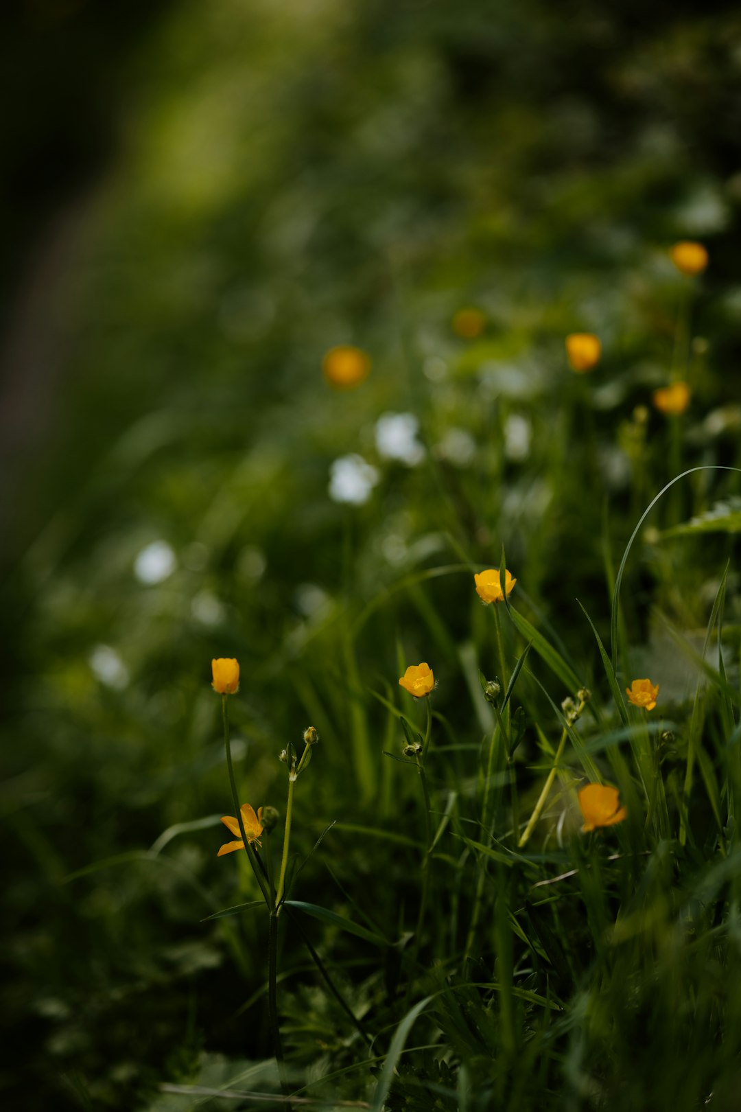 white and yellow flowers on green grass