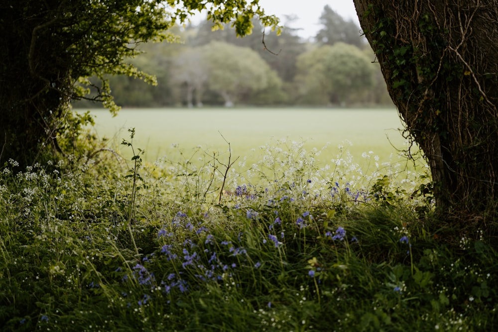 purple flowers near green grass field during daytime