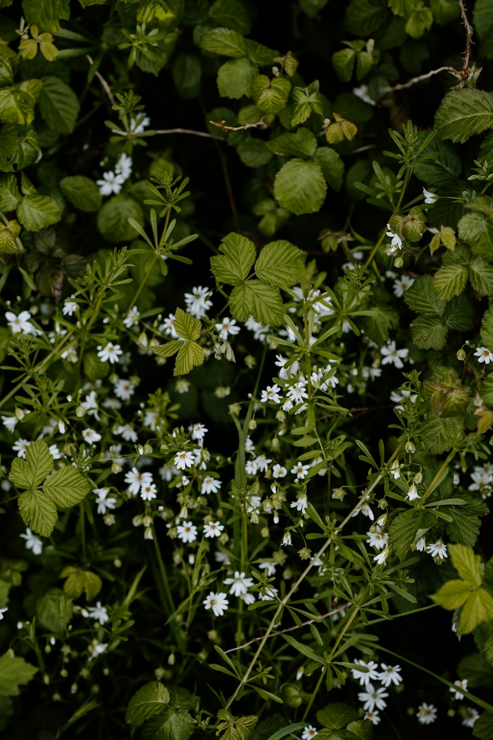 white flowers with green leaves